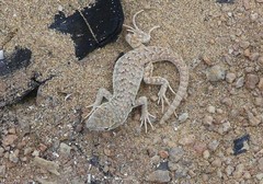 Liolaemus nigromaculatus