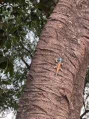 Acanthocercus branchi