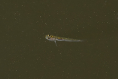 Gobiopterus chuno