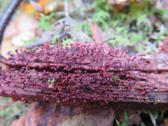 Cribraria purpurea
