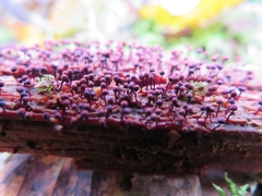 Cribraria purpurea