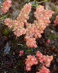 Crassula umbellata