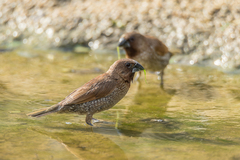 Lonchura punctulata topela