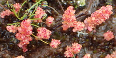 Crassula umbellata