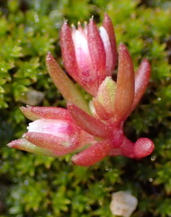 Crassula umbellata