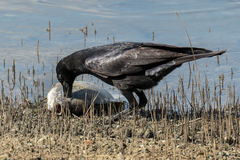 Corvus macrorhynchos levaillantii