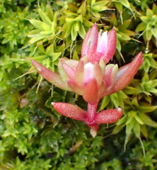 Crassula umbellata