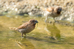 Lonchura punctulata topela