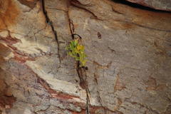 Teedia lucida