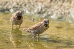 Lonchura punctulata topela