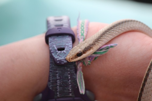 Eastern Patch-nosed Snake