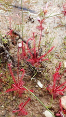 Drosera alba