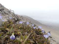 Nolana elegans