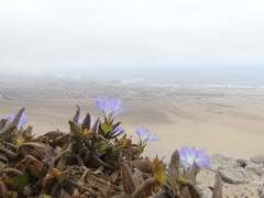 Nolana elegans
