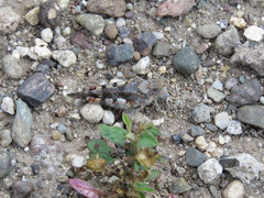 Heliastus sumichrasti