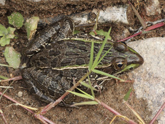 Lithobates chiricahuensis