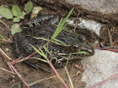 Lithobates chiricahuensis
