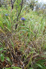 Gentiana triflora