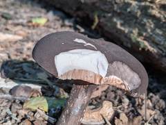 Tylopilus alboater