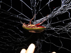 Hydrophilus insularis