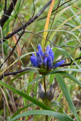 Gentiana triflora