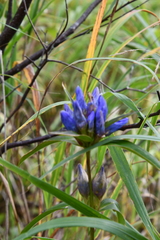 Gentiana triflora