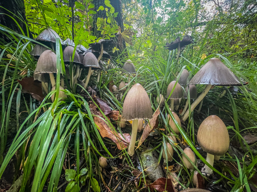 Common Ink Cap (Coprinopsis atramentaria)