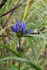 Gentiana triflora