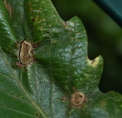 Neuroterus quercusirregularis