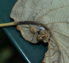 Neuroterus quercusirregularis