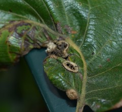 Neuroterus quercusirregularis