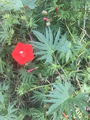 Ipomoea × multifida