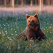 Brown Bear - Photo (c) janconl, some rights reserved (CC BY-NC-SA), uploaded by janconl