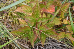 Rubus komarovii