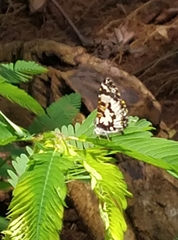 Uranothauma falkensteinii