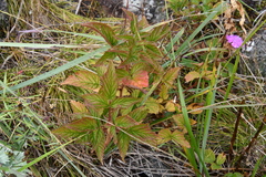 Rubus komarovii