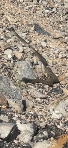 Blue-bellied Black Snake sighting
