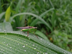 Conocephalus melaenus