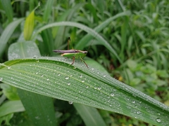 Conocephalus melaenus