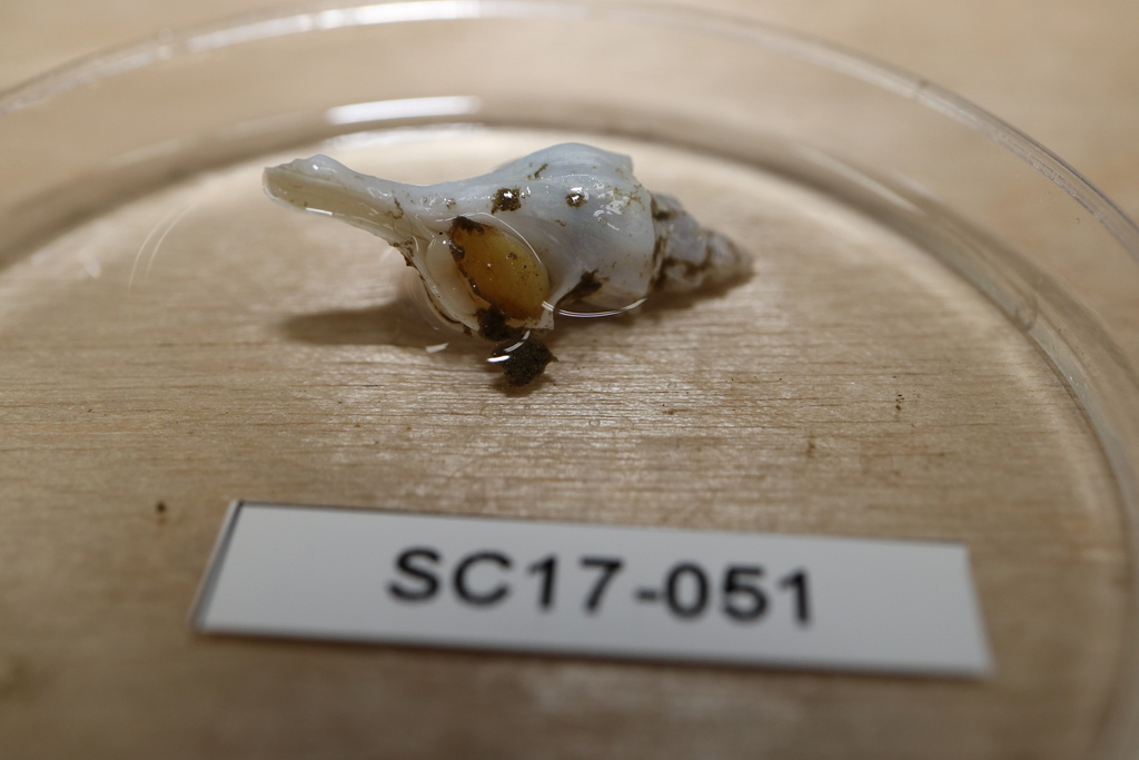Boreotrophon pedroanus