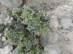 Solanum brachyantherum