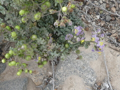 Solanum brachyantherum