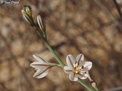 Asphodelus tenuifolius