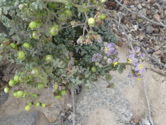 Solanum brachyantherum