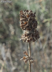 Ballota philistaea