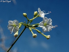 Commicarpus plumbagineus