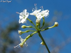 Commicarpus plumbagineus