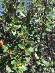 Ceanothus megacarpus insularis