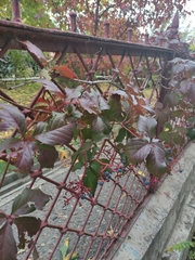 Parthenocissus inserta