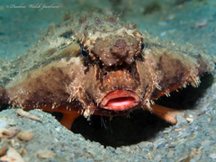 Ogcocephalus cubifrons